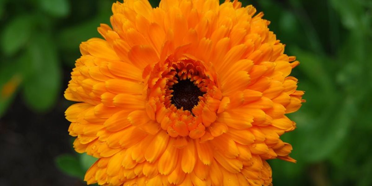 Calendula nutritional value