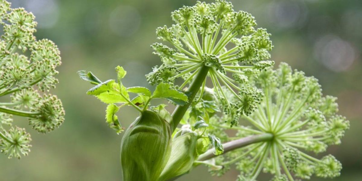 Angelica archangelica cosmetic uses