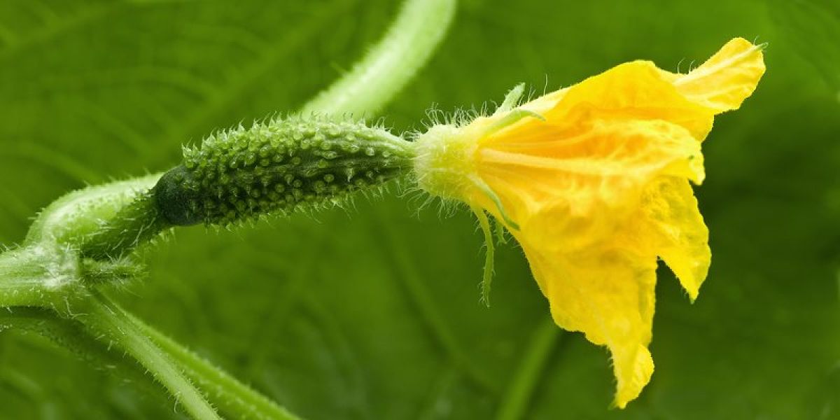 Cucumber nutritional value