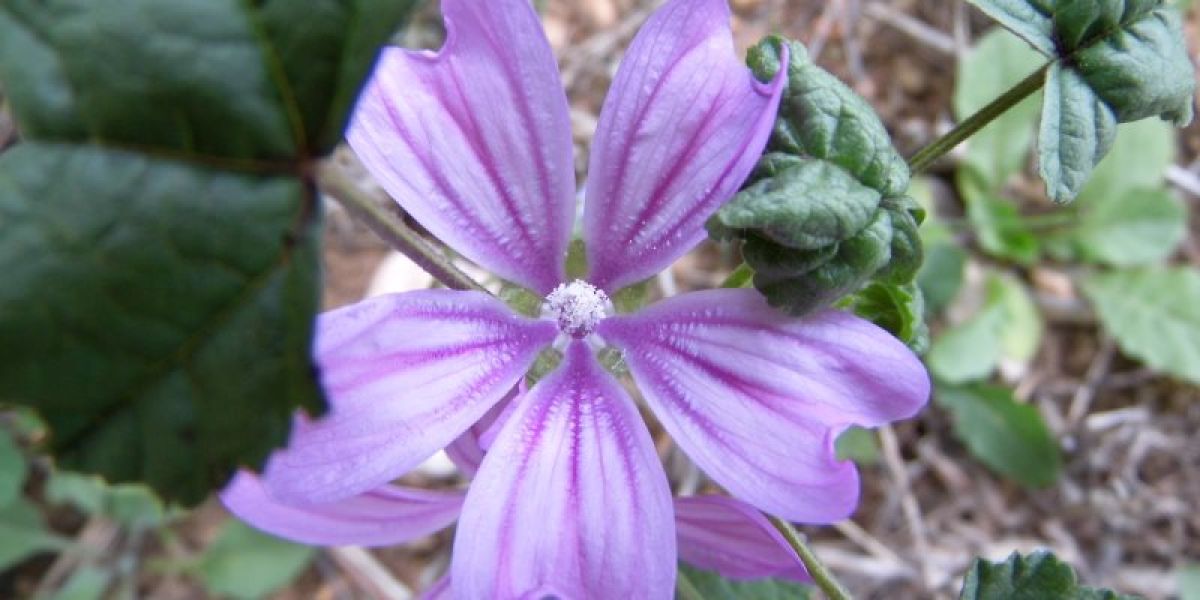 Mallow nutritional value and how to collect