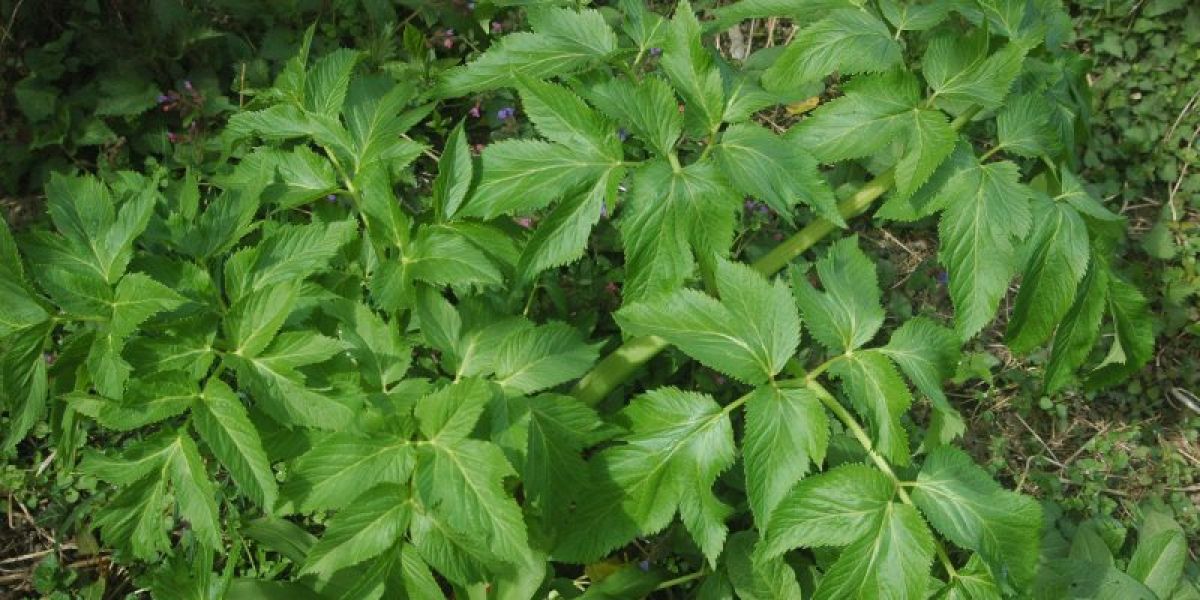 angelica archangelica how to collect