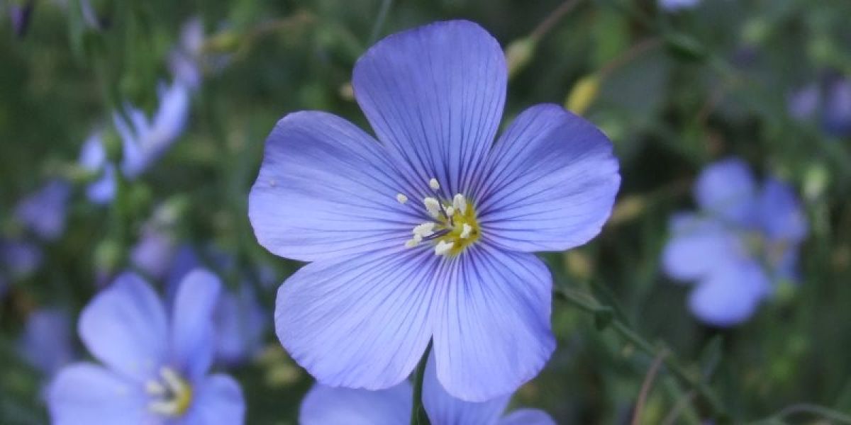 Flax nutritional value