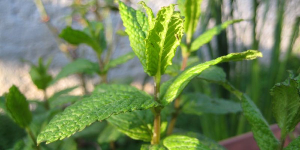 Spearmint nutritional value