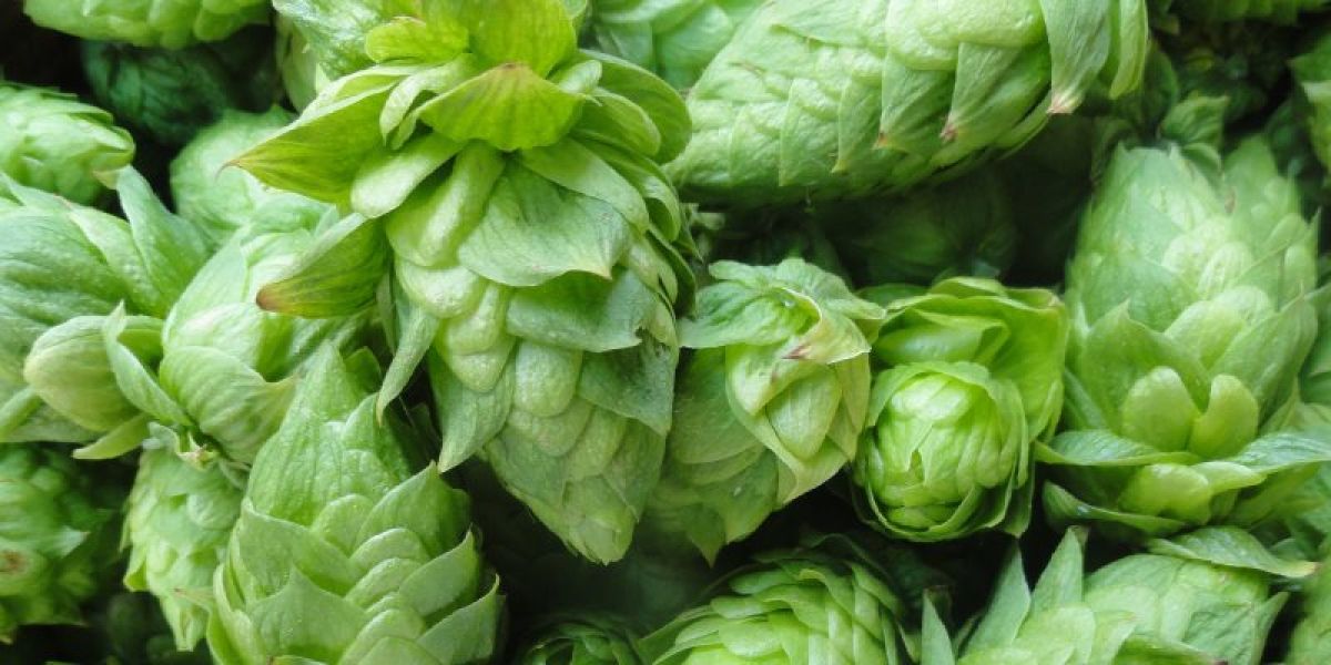 hops medicinal uses