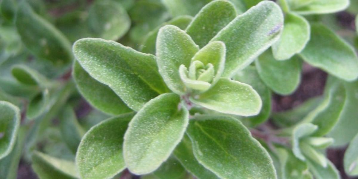 marjoram health benefits