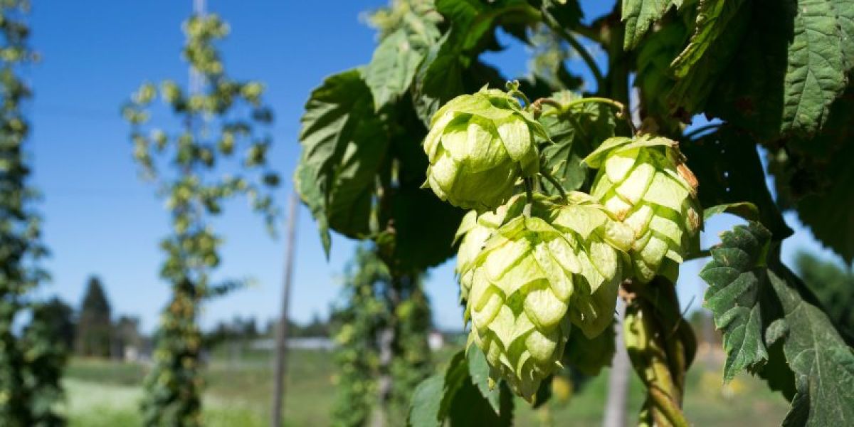 Hops skin and hair benefits