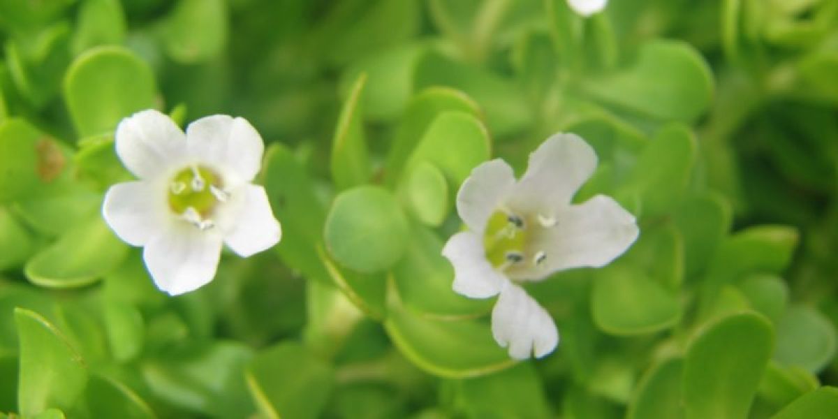 Brahmi Bacopa Monnieri health benefits