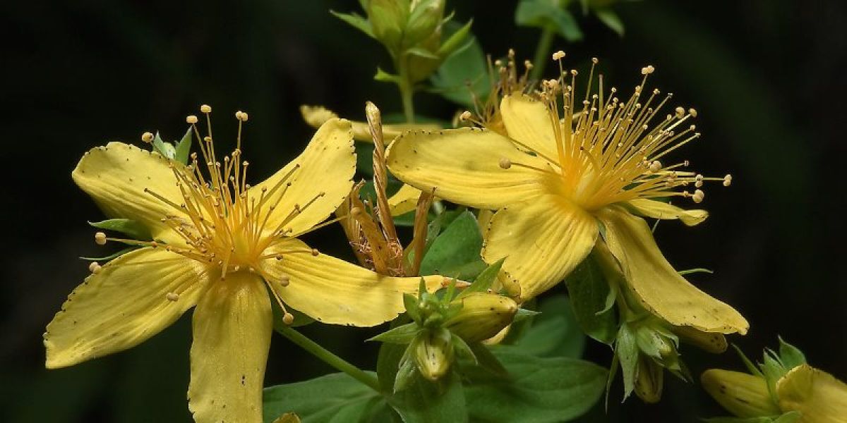 St John's-wort nutritional value