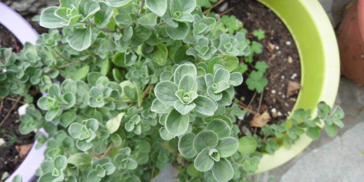 Marjoram nutritional value