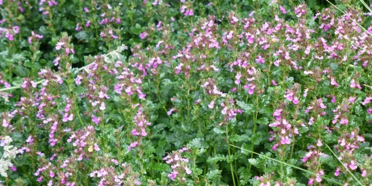 Teucrium nutritional value