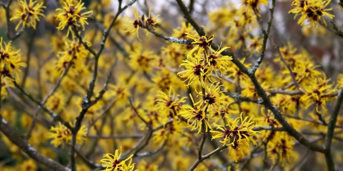 Witch-hazel nutritional value