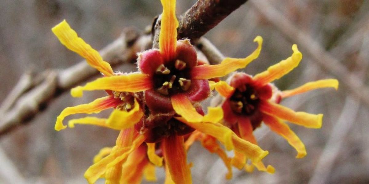 Witch-hazel health benefits