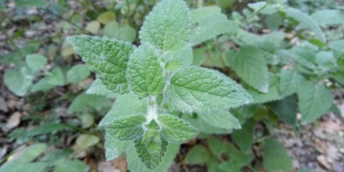 lemon balm health benefits