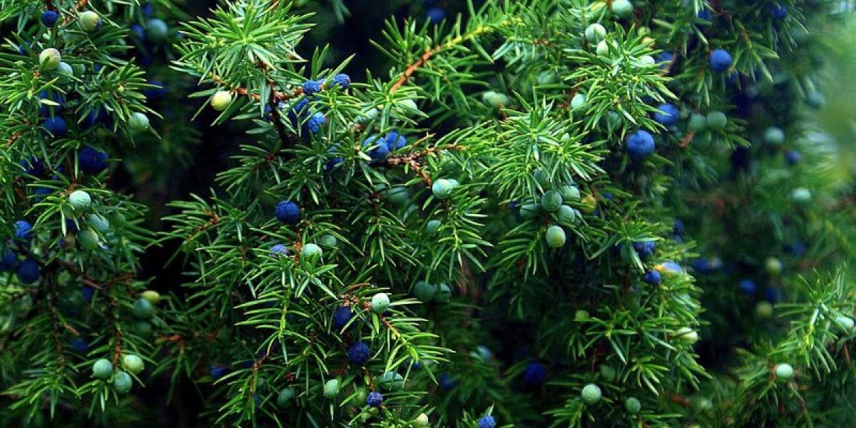 juniper nutritional value