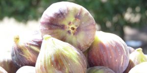 Fig fruit nutritional value