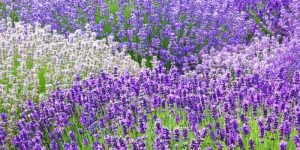 Lavender nutritional value