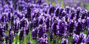 Lavender health benefits