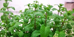 Mint nutritional value