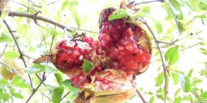 Pomegranate nutritional value