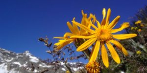 Arnica herb where to find
