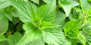 Nettle skin and hair benefits
