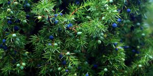 juniper nutritional value