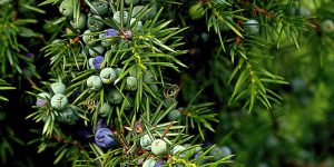 juniper health benefits