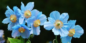 All about blue poppy