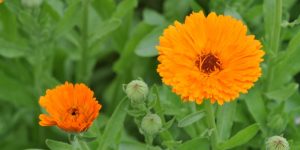 marigold - calendula skin benefits