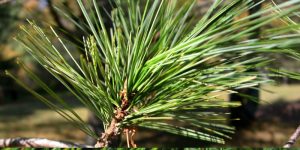 Pine skin benefits