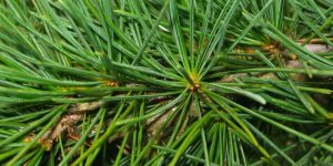 Pine health benefits