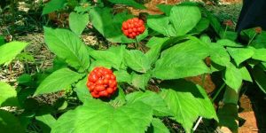 ginseng nutritional value