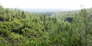 Mount Parnitha herbs