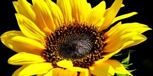 Sunflower nutritional value