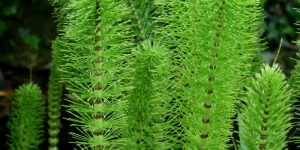 Horsetail nutritional value and collection