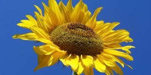 Sunflower health benefits