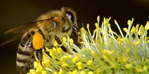 Bee pollen cosmetic uses