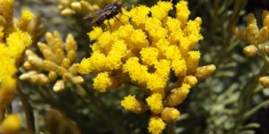 Helichrysum nutritional value and collection