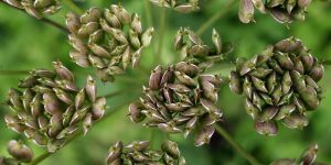 Anise seeds health benefits