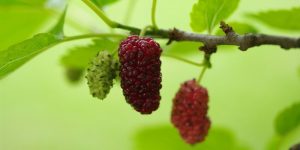 Health benefits of mulberry