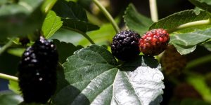 mulberry nutritional value
