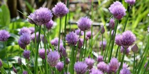 Chives nutritional value