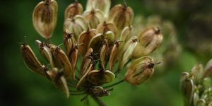 anise seed nutritional value