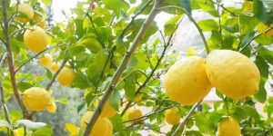 lemon nutrional value