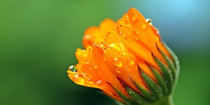 Best herbs in the world