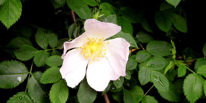 wild rose health benefits