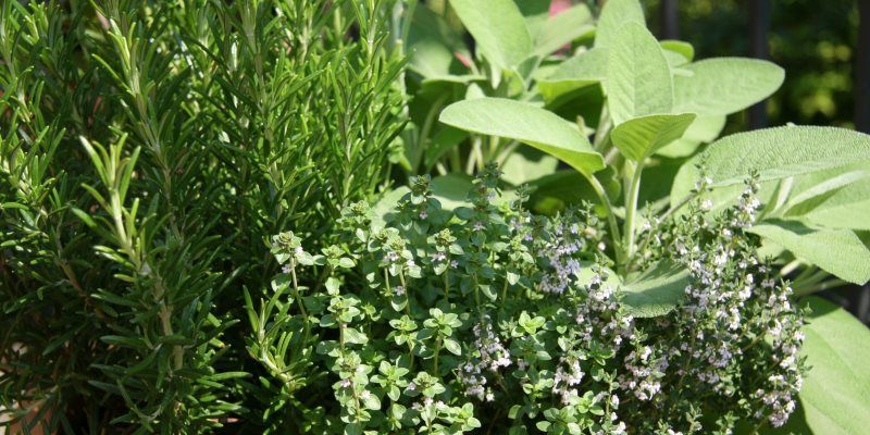 Herbs for sore throat