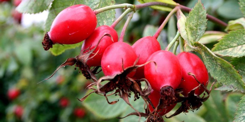 Herbs fro dark spots and freckles