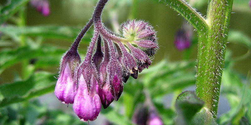 consuelda usos cosmeticos