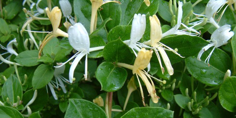 &alpha;&gamma;&iota;&omicron;&kappa;&lambda;&eta;&mu;&alpha; &theta;&epsilon;&rho;&alpha;&pi;&epsilon;&upsilon;&tau;&iota;&kappa;&epsilon;&sigmaf; &iota;&delta;&iota;&omicron;&tau;&eta;&tau;&epsilon;&sigmaf;